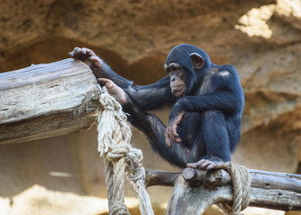 Funny chimpanzee sitting on a tree