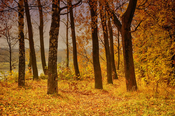 Fototapeta premium golden autumn trees on the river bank yellow leaves