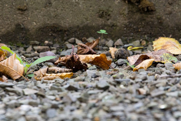 autumnally leaves laying down at the ground