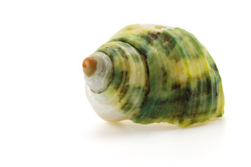 shell on white background, clipping part