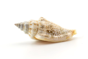 shell on white background, clipping part
