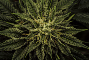 Naklejka na ściany i meble Live Cannabis Plant Macro Bud Shot