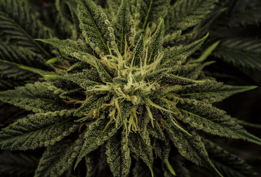 Live Cannabis Plant Macro Bud Shot