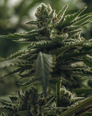 Live Cannabis Plant Macro Bud Shot
