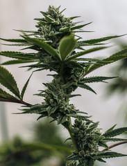 Live Cannabis Plant Macro Bud Shot