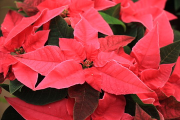 group of red poinsettia