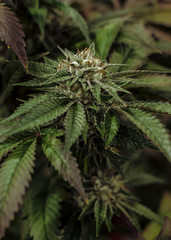 Live Cannabis Plant Macro Bud Shot