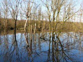 End of autumn - start of winter - in moor forest - Moor Wald - Moorwald Aurich Ostfriesland Nordsee - North Sea Naturschutz natural reserve Landleben landlife wild nature