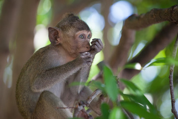 可愛いサル