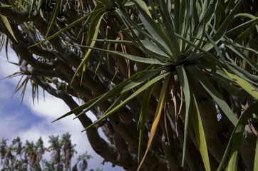 Canary Island Dragon Tree (Dracaena Drago), Botanic Gardens, Sydney.