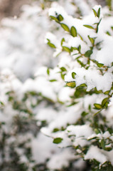 Green plant with snow