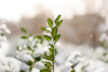 Green plant with snow