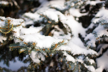 Green branches  in the snow