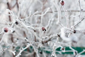 dry branches in the snow