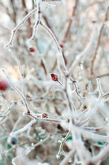 dry branches in the snow