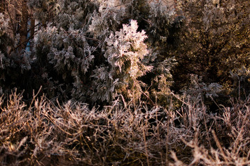 Christmas tree with bushes in front