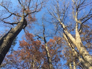 late fall foliage