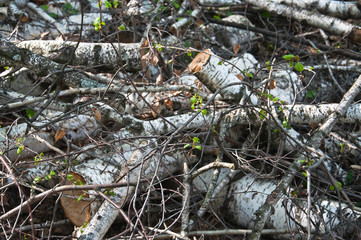 Dumped in a pile of sawn logs of birch in the forest after the sanitation of fallen and hazardous trees
