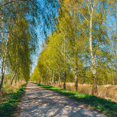 green birch alley in the park at summer time