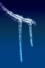 two icicles on a branch blue blue background
