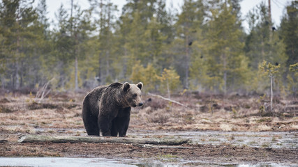 Brown bear in the taiga, matte style
