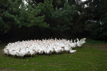 Goose breeding