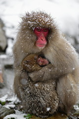 baby and mother of monkey hug in white snow fall in japan wildlife natural park