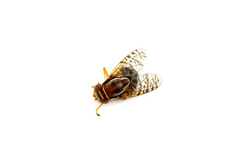 Fly on a white background isolated macro