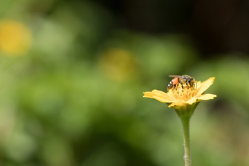 A beautiful bee on yellow flower with Nature background