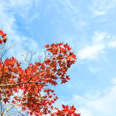 Falling autumn maple leaves natural background, Autumn season concept. copy space