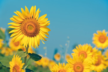 Sunflowers field in Thailand
