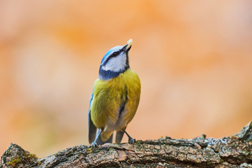 Beautiful blue tit (Cyanistes caeruleus)