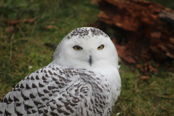 Fototapeta premium Snow owl portrait photographs displaying the majestic bird of the arctic