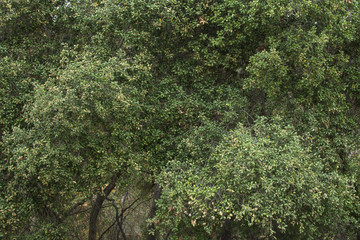 Dense oak trees in natural lighting