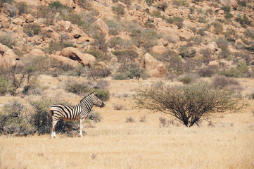 Fototapeta na wymiar Burchell's Zebra in Namibia, matte style.