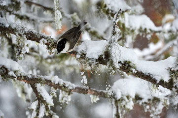 Willow tit in winter