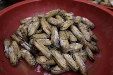가리맛조개2