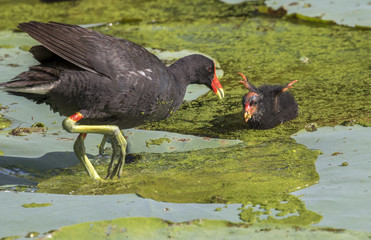 Common gallinule (Gallinula galeata) feeding a chick, Brazos Bend state park, Needville, Texas, USA.