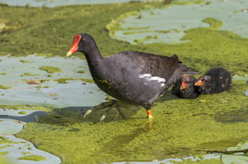 Common gallinule (Gallinula galeata) with chicks, Brazos Bend state park, Needville, Texas, USA.