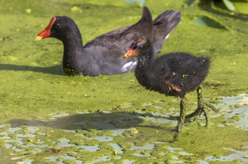 Common gallinule (Gallinula galeata) with a chick, Brazos Bend state park, Needville, Texas, USA.