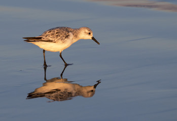 Sanderling (Calidris alba) at ocean beach at sunset, Galveston, Texas, USA.