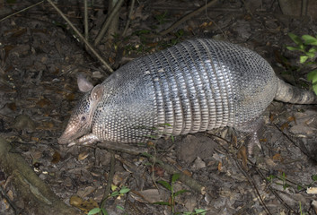 Nine-banded Armadillo (Dasypus novemcinctus), adult, foraging at night, Brazos Bend State Park, Needville, Texas, USA.