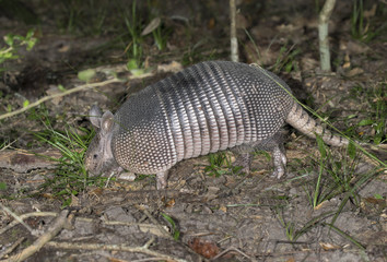 Nine-banded Armadillo (Dasypus novemcinctus), adult, foraging at night, Brazos Bend State Park, Needville, Texas, USA.