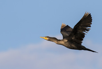 Neotropic cormorant (Phalacrocorax brasilianus) flying, Galveston, Texas, USA