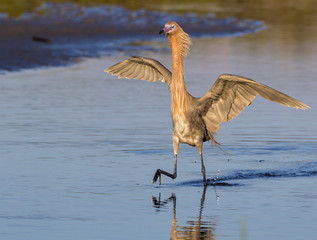 Reddish egret (Egretta rufescens) hunting in tidal marsh, Galveston, Texas, USA.