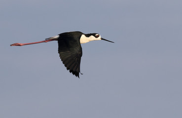 Obraz premium black-necked stilt (Himantopus mexicanus) flying, Galveston, Texas, USA.