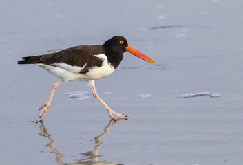 American oystercatcher (Haematopus palliatus) at the ocean coast, Galveston, Texas, USA.