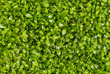 selliera radicans plant leaves background