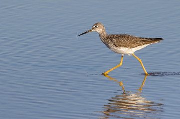 Greater yellowleg (Tringa melanoleuca) wading in shallow water near the ocean coast, Galveston, Texas, USA