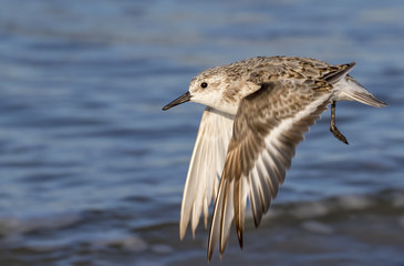 Sanderling (Calidris alba) flying over the ocean, Galveston, Texas, USA